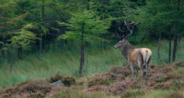 2nd Place - Red Deer Stag (19 Points)